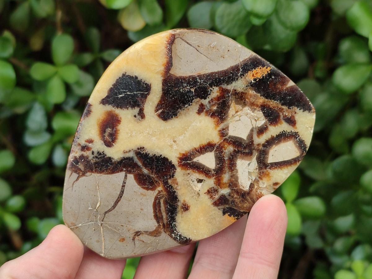 Polished Septerye Slices x 6 From Mahajanga, Madagascar - Toprock Gemstones and Minerals 
