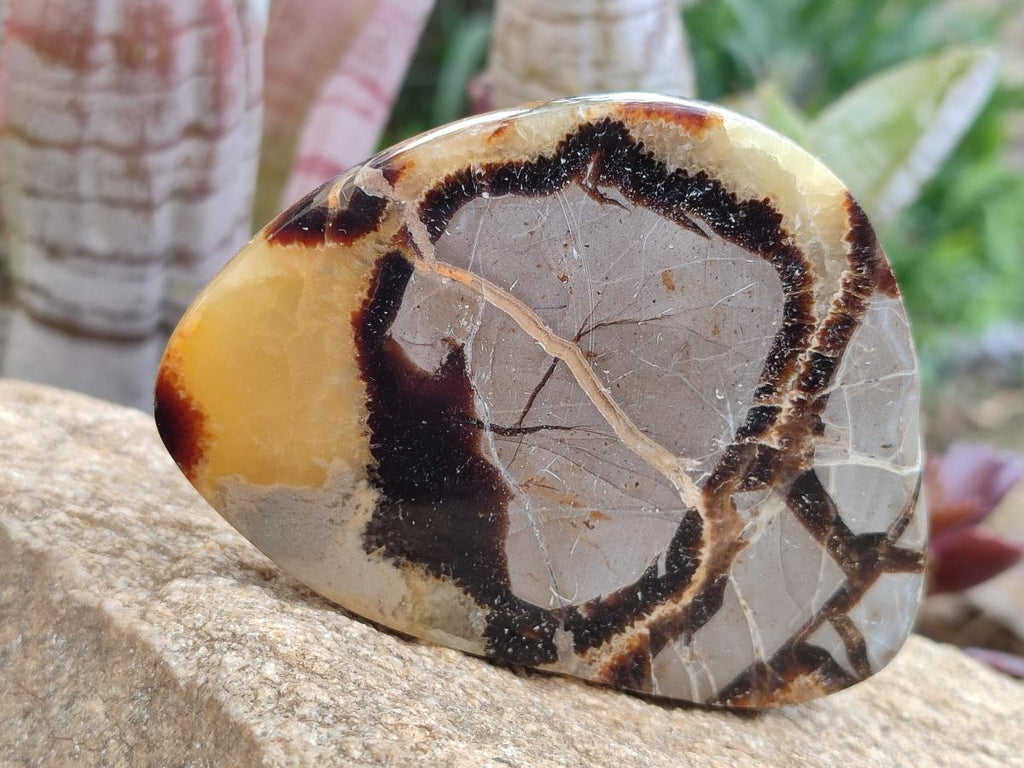 Polished Septerye Slices x 6 From Mahajanga, Madagascar - Toprock Gemstones and Minerals 