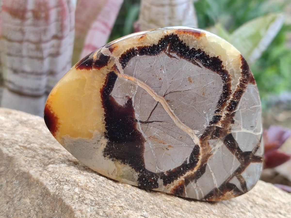 Polished Septerye Slices x 6 From Mahajanga, Madagascar - Toprock Gemstones and Minerals 
