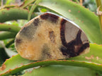 Polished Septerye Slices x 6 From Mahajanga, Madagascar - Toprock Gemstones and Minerals 