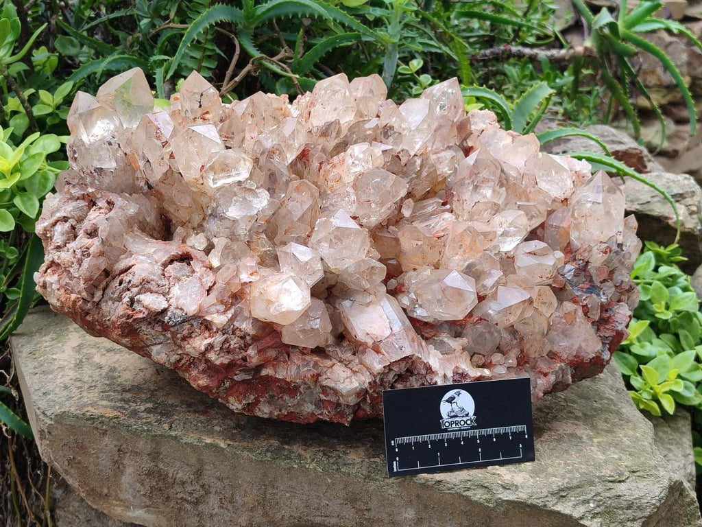 Natural XXL Pale Citrine Quartz Crystal Cluster x 1 From Luena, Congo - Toprock Gemstones and Minerals 