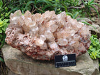 Natural XXL Pale Citrine Quartz Crystal Cluster x 1 From Luena, Congo - Toprock Gemstones and Minerals 