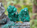 Natural Mini Dioptase Specimens on Dolomite Matrix x 35 From Tantara Mine, Congo - Toprock Gemstones and Minerals 