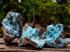 Natural Drusy Coated Chrysocolla with Malachite x 12 From Lupoto Mine, Congo - Toprock Gemstones and Minerals 