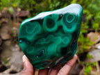 Polished Flower Banded Malachite Free Forms x 2 From Congo - Toprock Gemstones and Minerals 
