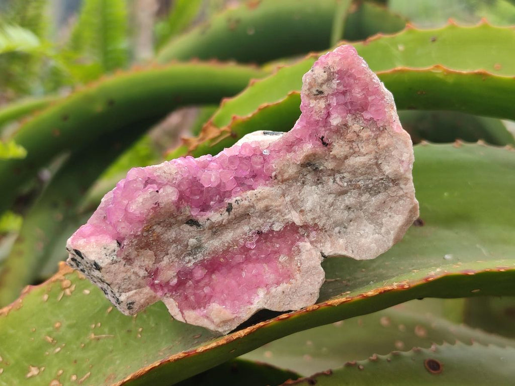Natural Spherocobaltite Specimens x 6 From Mashamba West Mine, Congo