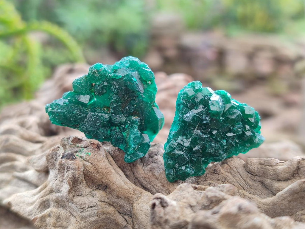 Natural Mini Dioptase Crystal and Cluster Specimens on Dolomite Matrix x 35 From Tantara Mine, Congo