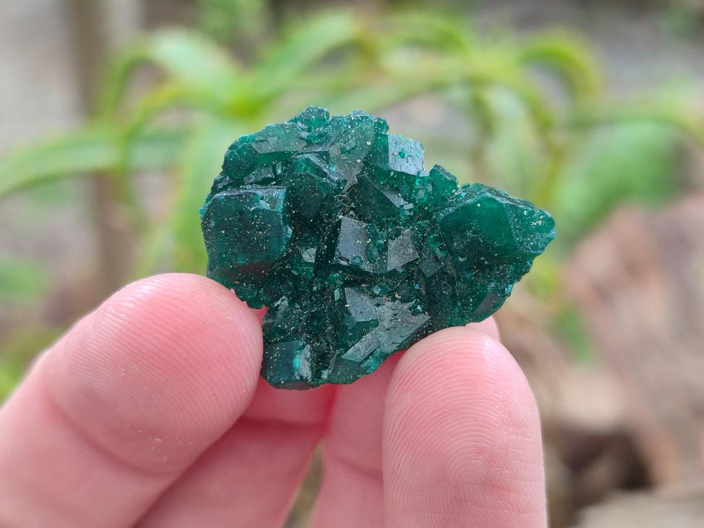 Natural Mini Dioptase Crystal and Cluster Specimens on Dolomite Matrix x 35 From Tantara Mine, Congo