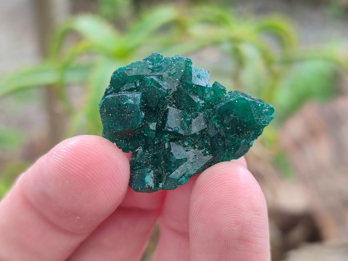 Natural Mini Dioptase Crystal and Cluster Specimens on Dolomite Matrix x 35 From Tantara Mine, Congo