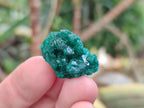 Natural Mini Dioptase Crystal and Cluster Specimens on Dolomite Matrix x 35 From Tantara Mine, Congo