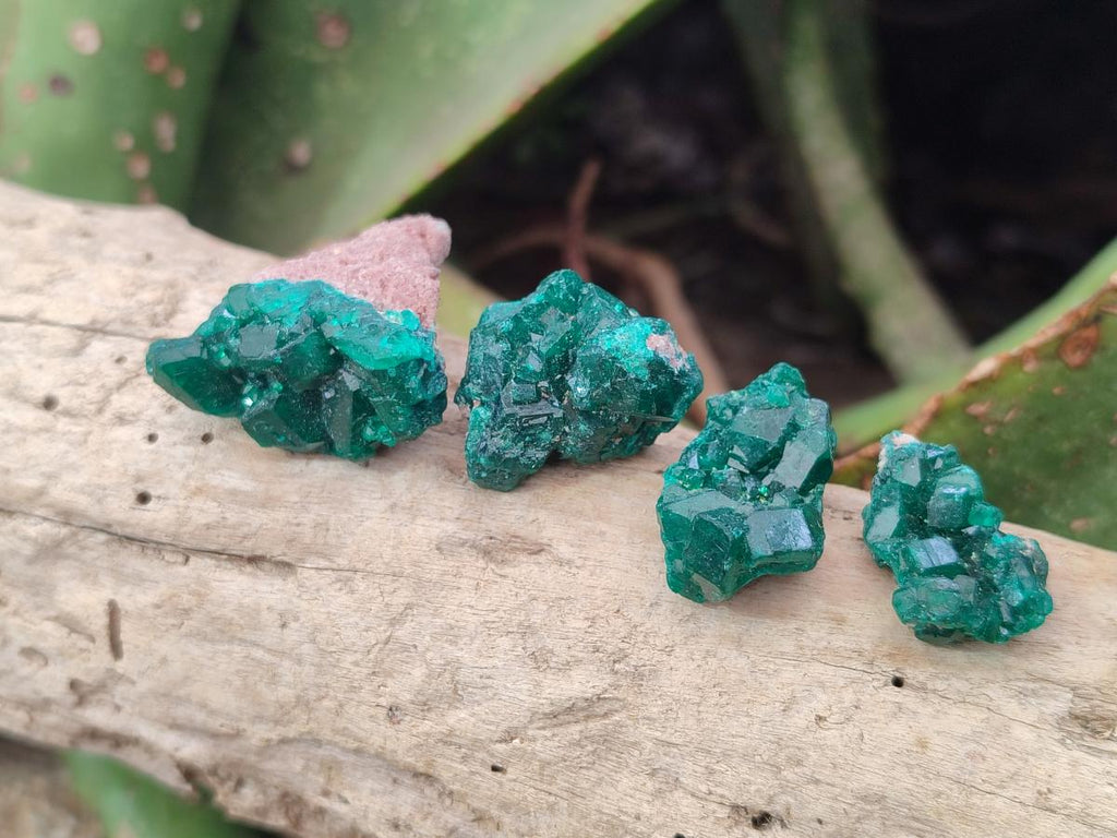 Natural Mini Dioptase Crystal and Cluster Specimens on Dolomite Matrix x 35 From Tantara Mine, Congo