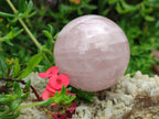 Polished Gemmy Rose Quartz Spheres x 3 From Madagascar