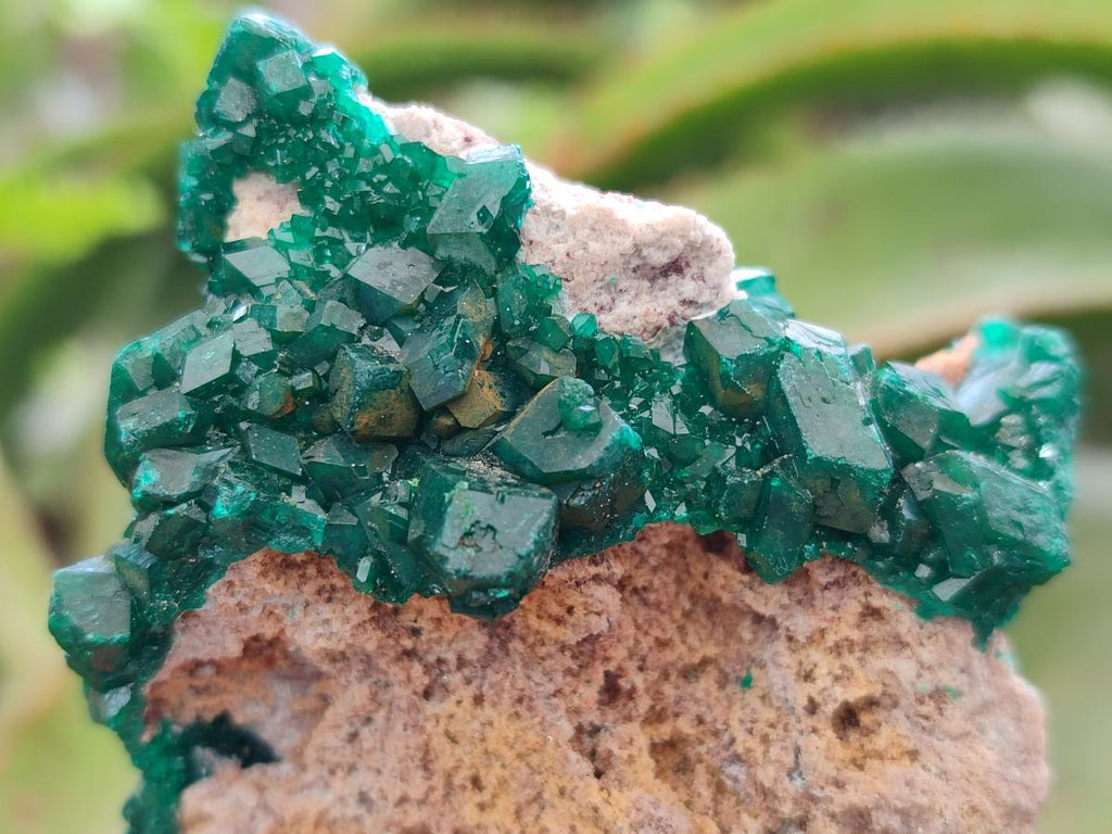 Natural Cabinet Size Dioptase Specimens on Dolomite Matrix x 3 From Tantara Mine, Congo