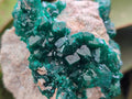 Natural Cabinet Size Dioptase Specimens on Dolomite Matrix x 3 From Tantara Mine, Congo