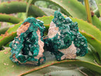 Natural Cabinet Size Dioptase Specimens on Dolomite Matrix x 3 From Tantara Mine, Congo