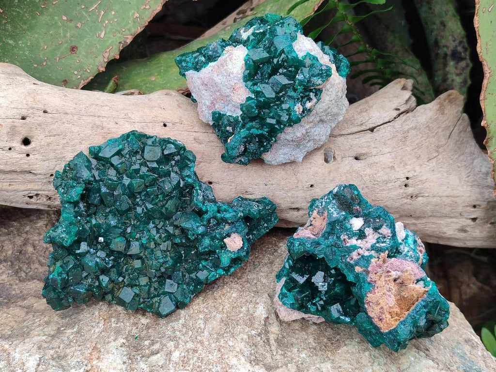 Natural Cabinet Size Dioptase Specimens on Dolomite Matrix x 3 From Tantara Mine, Congo