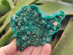 Natural Cabinet Size Dioptase Specimens on Dolomite Matrix x 3 From Tantara Mine, Congo