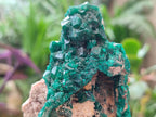Natural Cabinet Size Dioptase Specimens on Dolomite Matrix x 3 From Tantara Mine, Congo