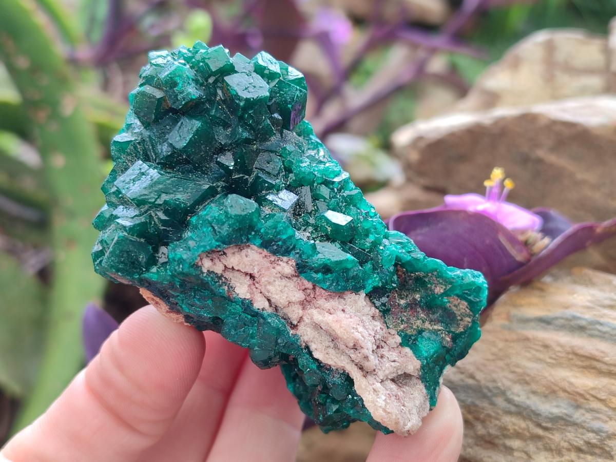 Natural Cabinet Size Dioptase Specimens on Dolomite Matrix x 3 From Tantara Mine, Congo