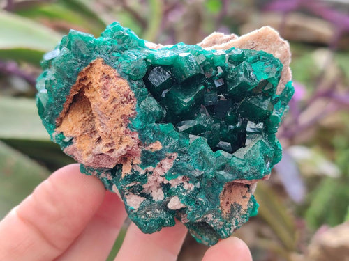 Natural Cabinet Size Dioptase Specimens on Dolomite Matrix x 3 From Tantara Mine, Congo