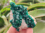 Natural Cabinet Size Dioptase Specimens on Dolomite Matrix x 3 From Tantara Mine, Congo