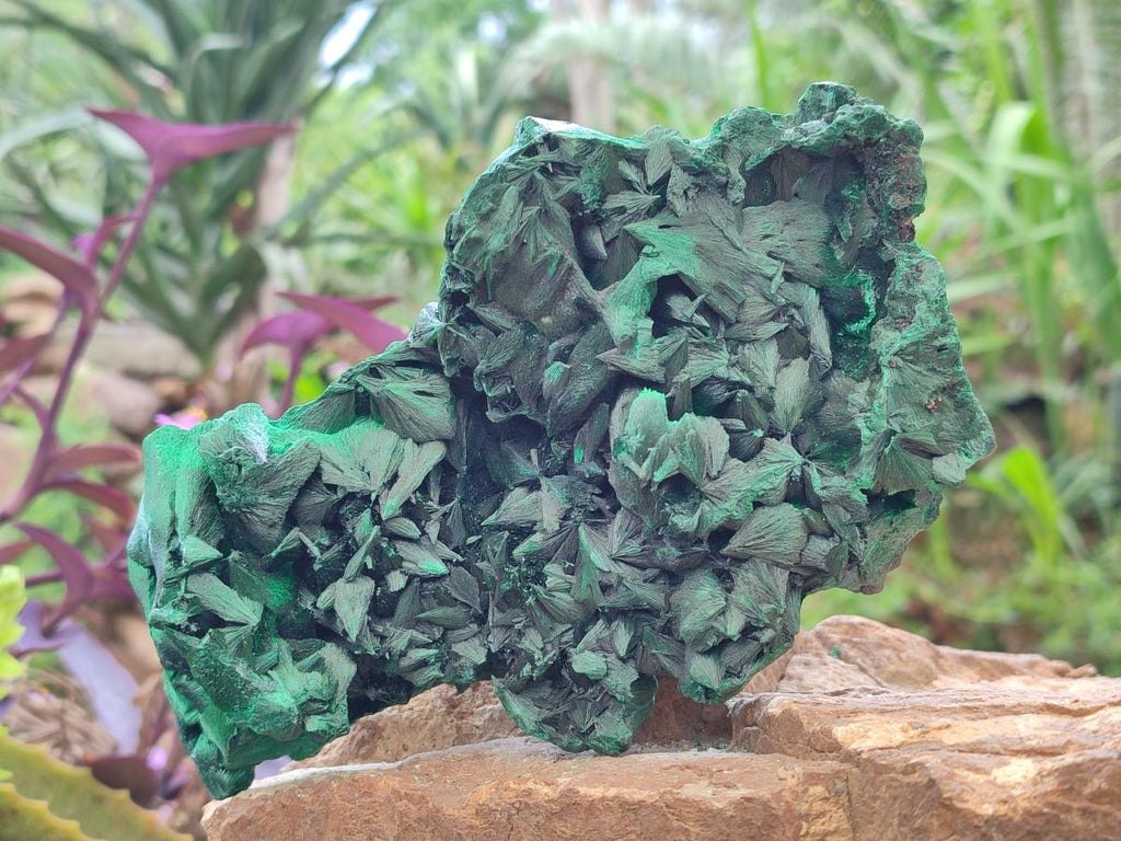 Natural Large Silky Malachite Specimen x 1 From Kasompe, Congo