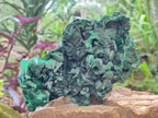 Natural Large Silky Malachite Specimen x 1 From Kasompe, Congo