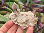 Natural Drusy Coated Calcite Sceptre Spearhead Crystals x 12 From Albert's Mountain, Lesotho