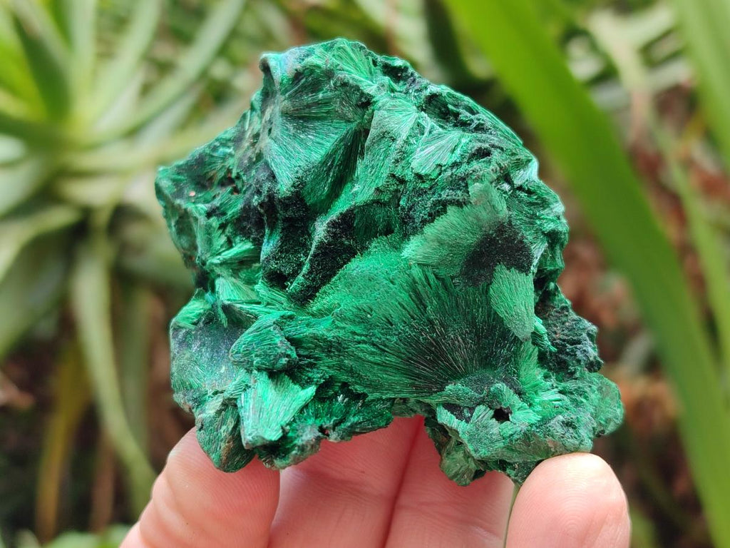 Natural Silky Malachite Specimens x 12 From Kasompe, Congo