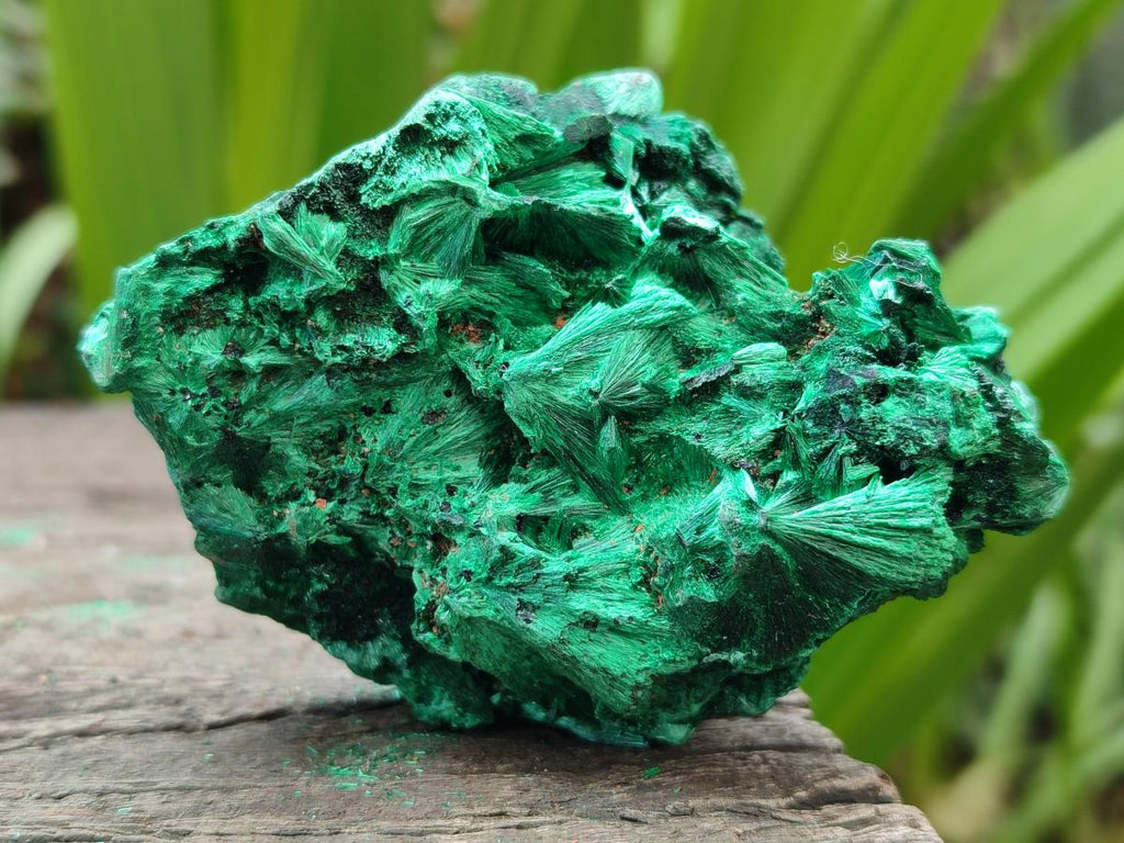 Natural Silky Malachite Specimens x 12 From Kasompe, Congo