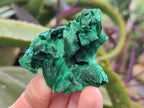 Natural Silky Malachite Specimens x 12 From Kasompe, Congo