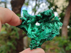 Natural Silky Malachite Specimens x 12 From Kasompe, Congo