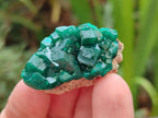 Natural Dioptase Specimens on Dolomite Matrix x 12 From Tantara Mine, Congo