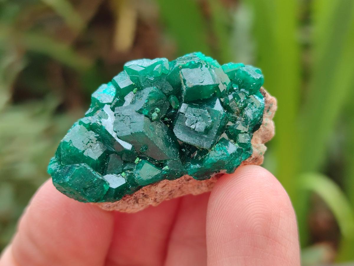 Natural Dioptase Specimens on Dolomite Matrix x 12 From Tantara Mine, Congo