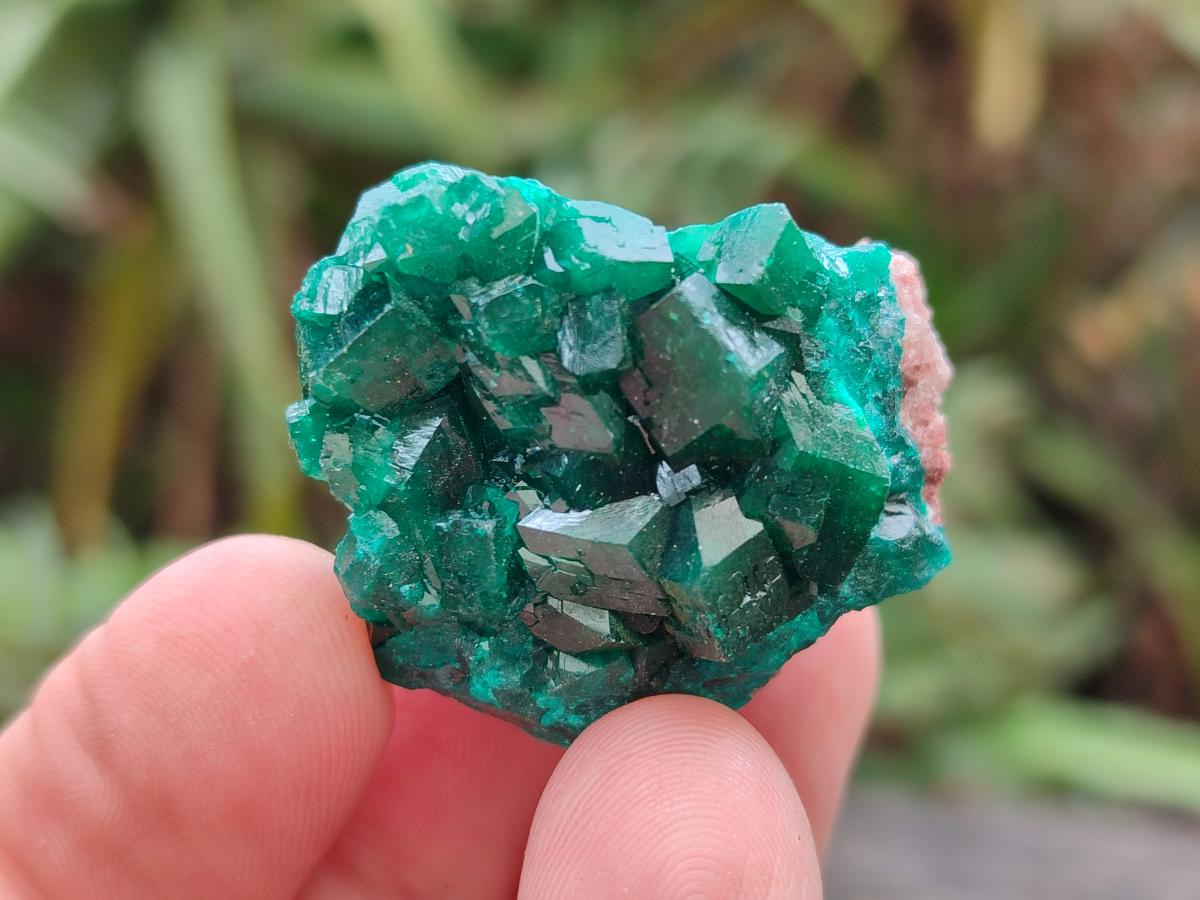 Natural Dioptase Specimens on Dolomite Matrix x 12 From Tantara Mine, Congo