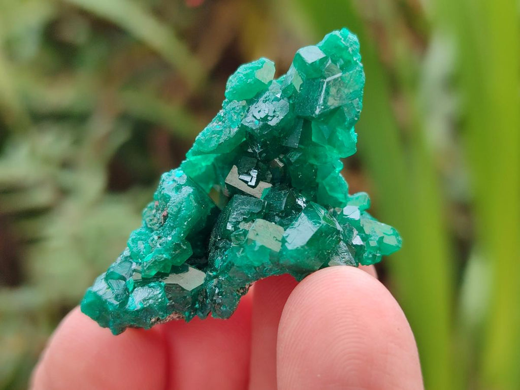Natural Dioptase Specimens on Dolomite Matrix x 12 From Tantara Mine, Congo