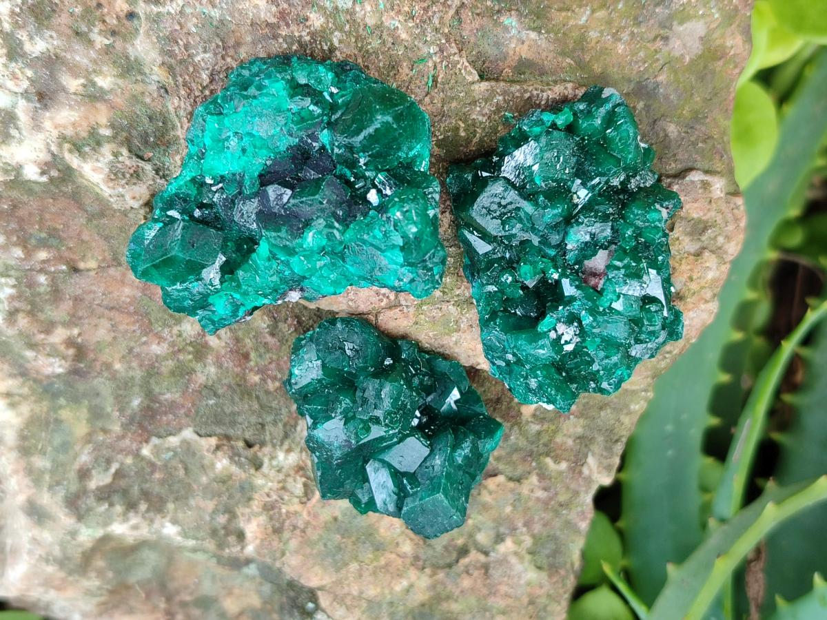 Natural Dioptase Specimens on Dolomite Matrix x 12 From Tantara Mine, Congo