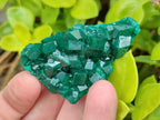 Natural Dioptase Specimens on Dolomite Matrix x 12 From Tantara Mine, Congo