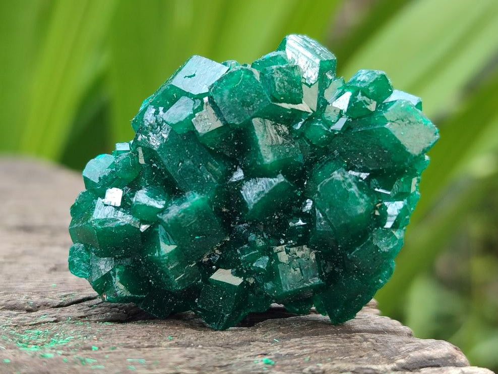 Natural Dioptase Specimens on Dolomite Matrix x 12 From Tantara Mine, Congo