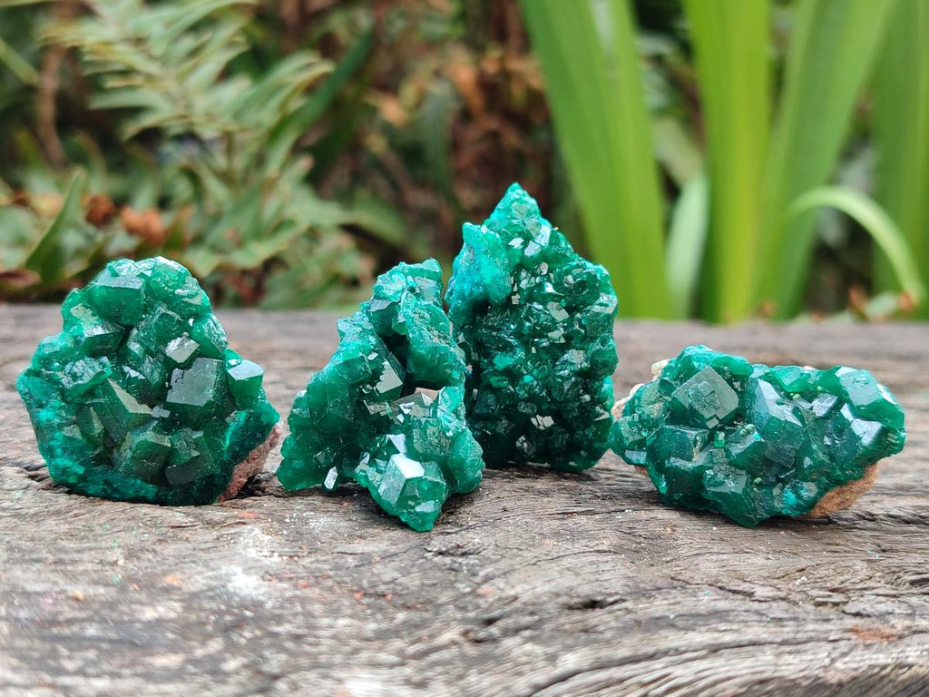 Natural Dioptase Specimens on Dolomite Matrix x 12 From Tantara Mine, Congo