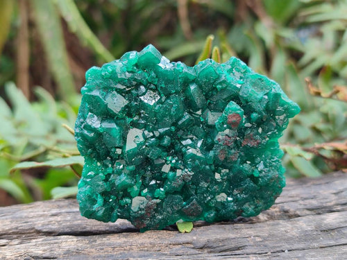 Natural Dioptase Specimens on Dolomite Matrix x 12 From Tantara Mine, Congo