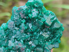 Natural Dioptase Specimens on Dolomite Matrix x 12 From Tantara Mine, Congo