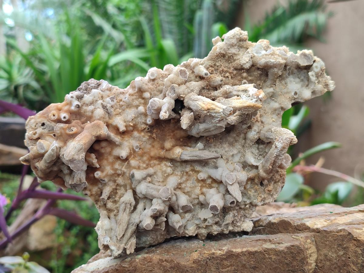 Natural Drusy Coated Calcite Sceptre Pseudomorph Clusters x 2 From Albert's Mountain, Lesotho