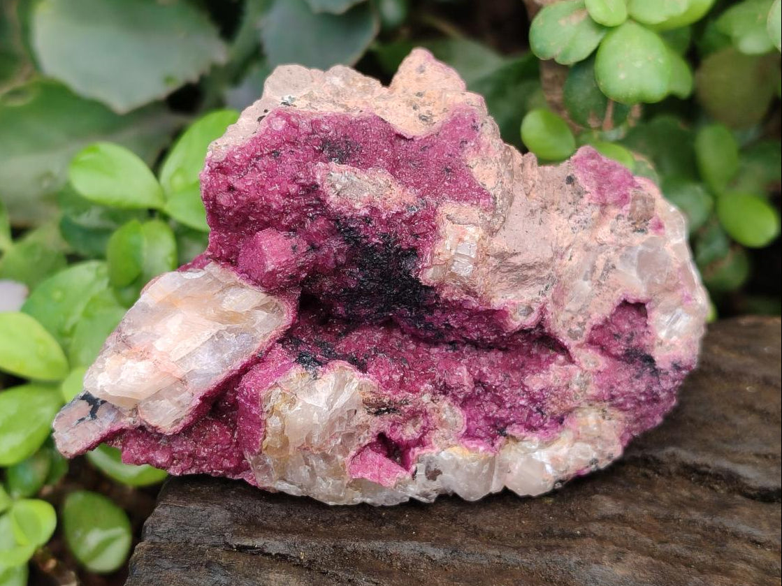 Natural Salrose Cobaltoan Dolomite Specimens with Heterogenite x 6 From Kakanda, Congo
