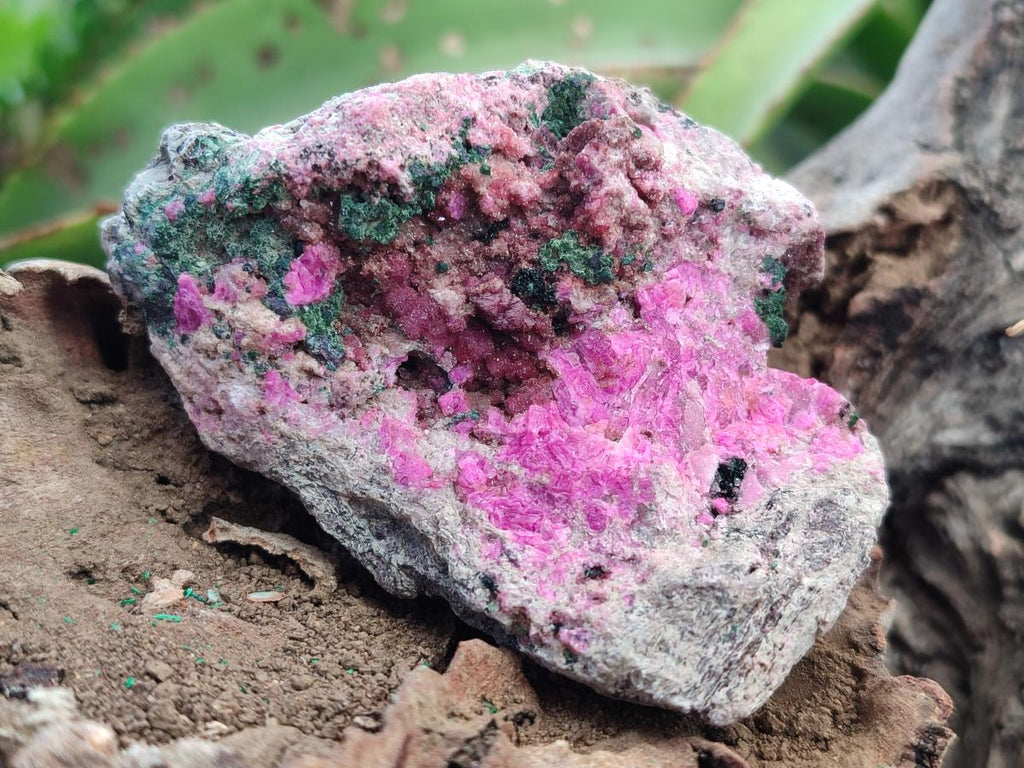 Natural Salrose Cobaltoan Dolomite Specimens with Heterogenite x 6 From Kakanda, Congo