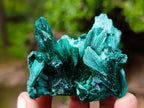 Natural Silky Malachite Specimens x 12 From Kasompe, Congo