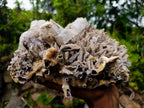 Natural XL Drusy Coated Calcite Sceptre Spearhead Pseudomorph Cluster x 1 From Albert's Mountain, Lesotho