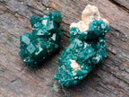 Natural Dioptase Specimens on Dolomite Matrix x 12 From Tantara Mine, Congo