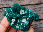 Natural Dioptase Specimens on Dolomite Matrix x 12 From Tantara Mine, Congo