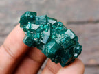 Natural Dioptase Specimens on Dolomite Matrix x 12 From Tantara Mine, Congo